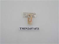 藏品(二斑叉紋苔蛾)的圖片